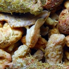 Antennarius randalli