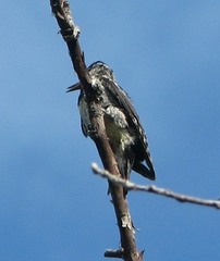 Piciformes