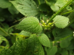 Stachys boraginoides