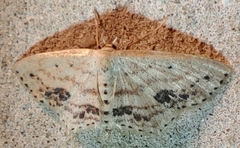 Scopula cacuminaria