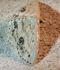 Scopula cacuminaria