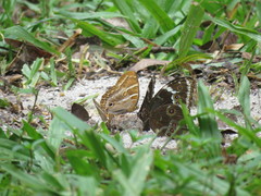 Morpho helenor achillaena