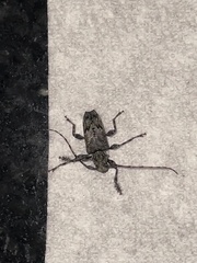 Aegomorphus modestus