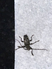 Aegomorphus modestus