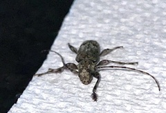 Aegomorphus modestus