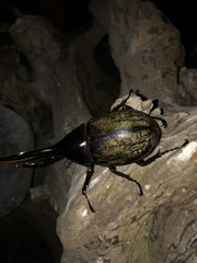 Dynastes septentrionalis