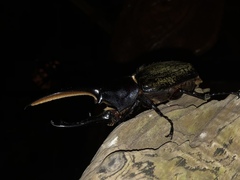 Dynastes septentrionalis