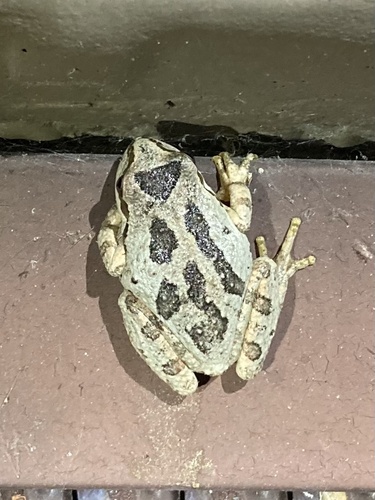 iNaturalist observation photo of Pacific chorus frog