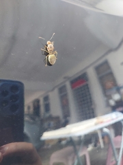 Oecophylla smaragdina