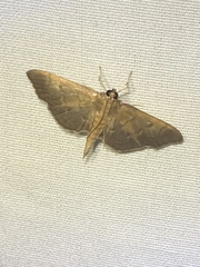 Herpetogramma theseusalis