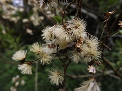 Vernonanthura patens