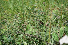 Ziziphora clinopodioides