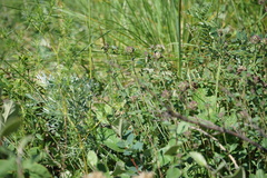 Ziziphora clinopodioides