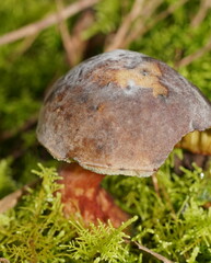 Boletus tasmanicus