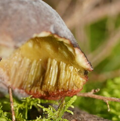 Boletus tasmanicus