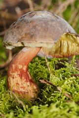 Boletus tasmanicus