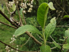Vernonanthura patens