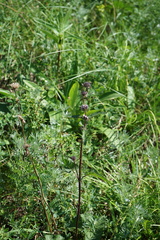 Phlomoides tuberosa