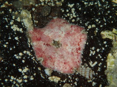 Meridiastra atyphoida