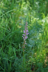 Pedicularis elata