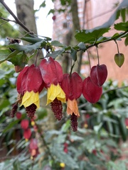 Callianthe megapotamica