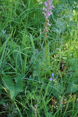 Pedicularis elata