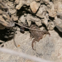 Serradigitus gertschi