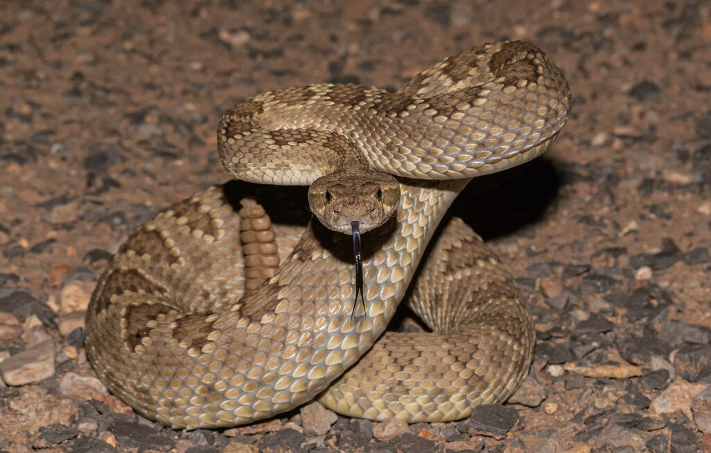 Mohave Rattlesnake