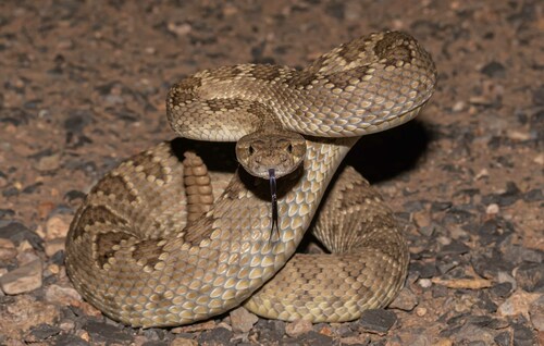 Mohave Rattlesnake
