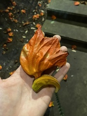 Spathodea campanulata