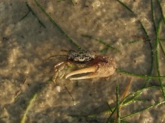 Minuca longisignalis