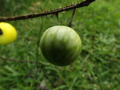 Solanum myriacanthum
