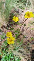 Potentilla ranunculoides