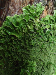 Pseudocyphellaria wilkinsii