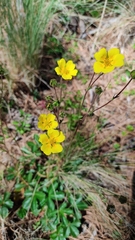 Potentilla ranunculoides