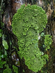 Pseudocyphellaria wilkinsii