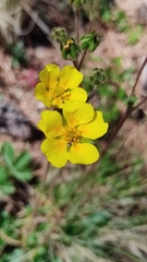 Potentilla ranunculoides