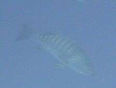 Lutjanus cyanopterus