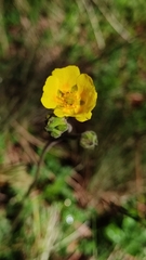 Potentilla ranunculoides