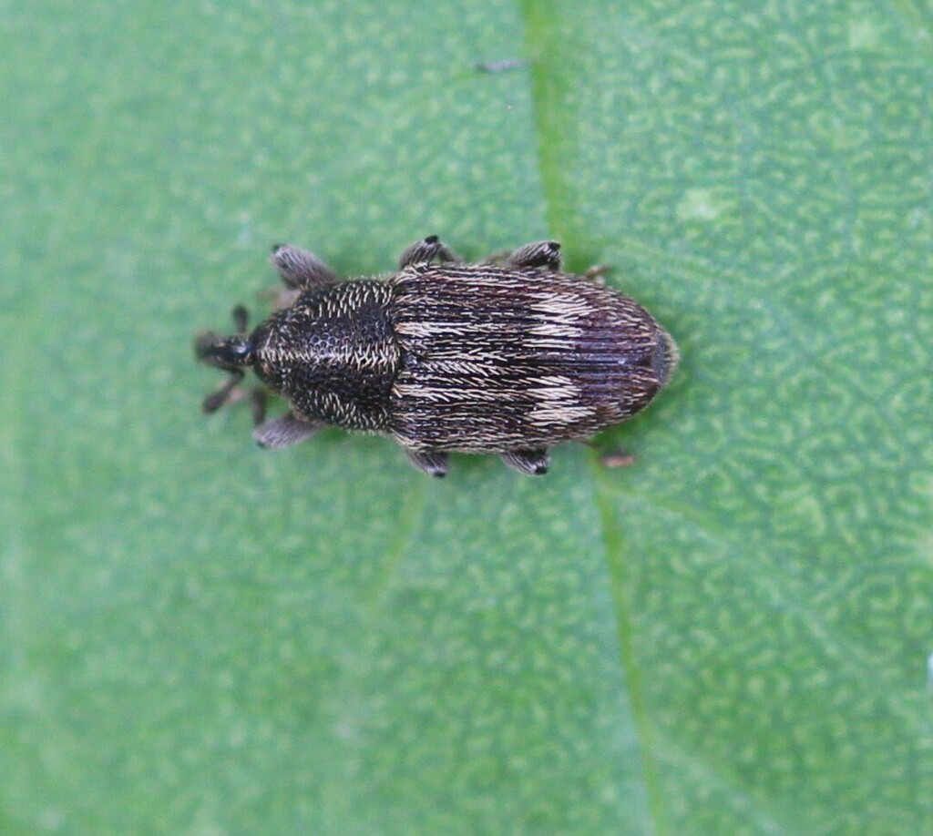 Stictobaris