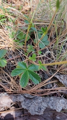 Potentilla ranunculoides