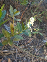 Leucothoe davisiae