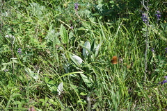 Saussurea controversa