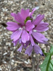 Sidalcea cusickii