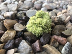 Ceratocephala testiculata