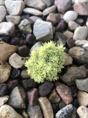 Ceratocephala testiculata