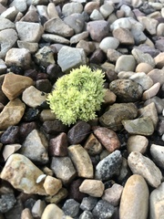 Ceratocephala testiculata