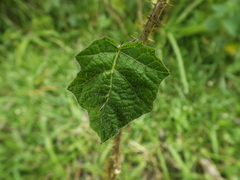 Solanum myriacanthum
