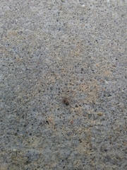Araneae