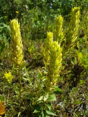 Castilleja lutescens